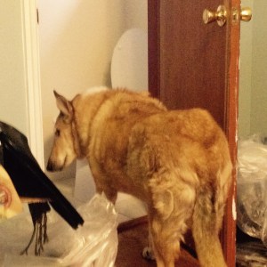 Jack looking over the "Ba".